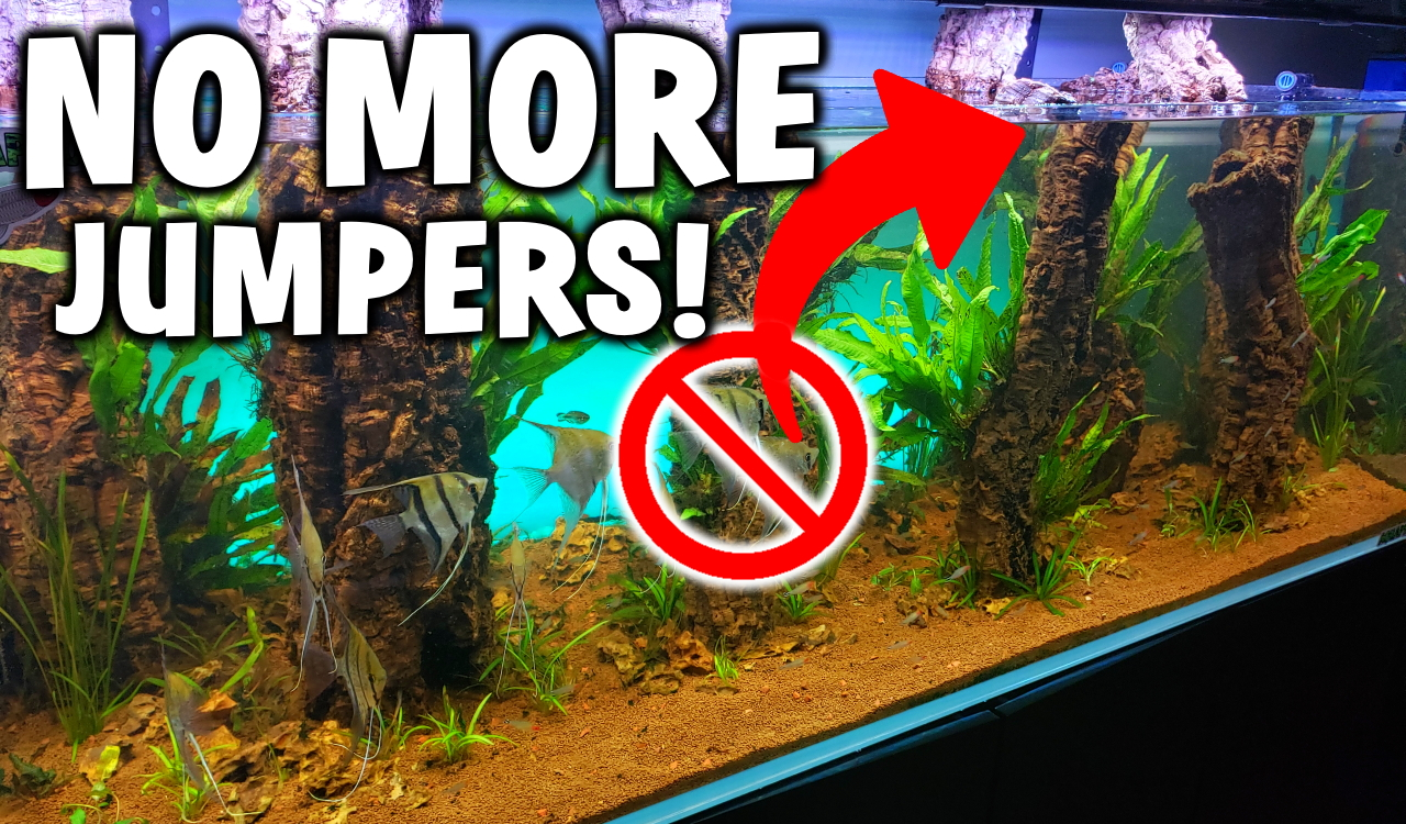 Fish Jumping Tank