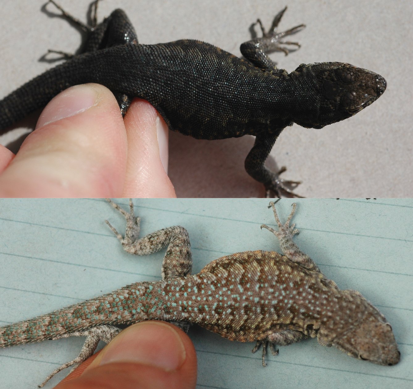 Reptile Color Darkening