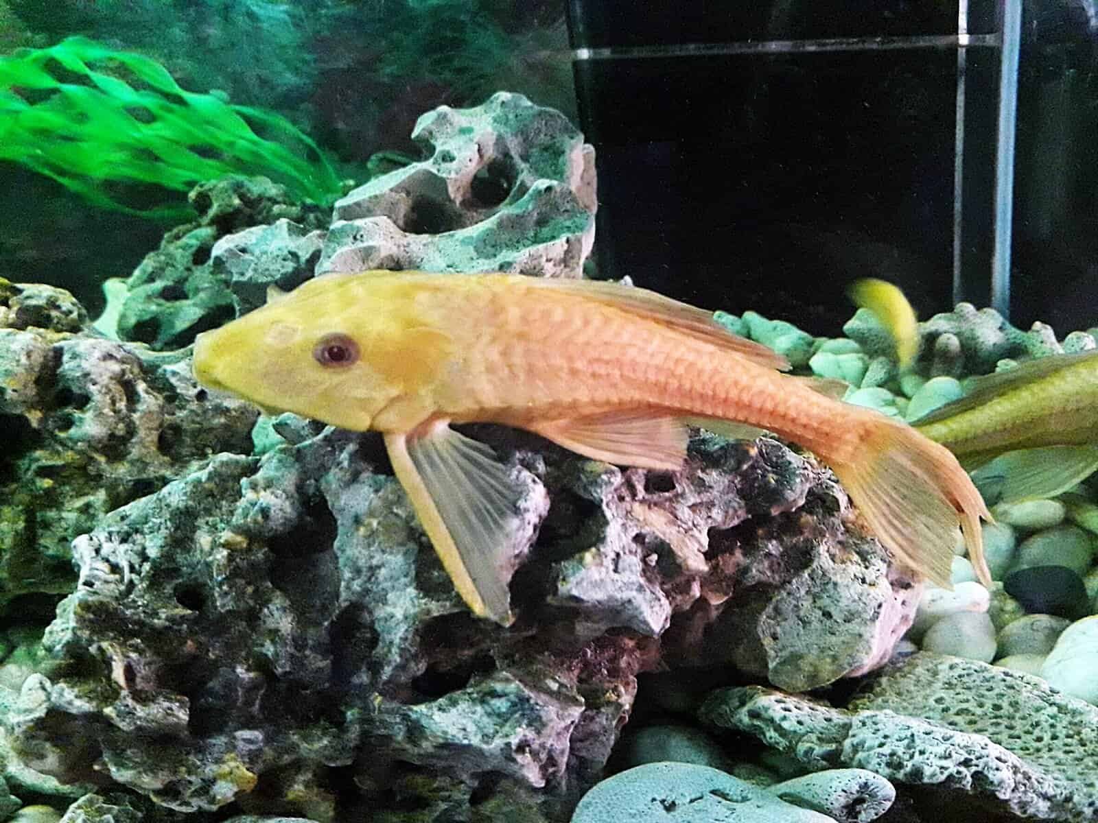 Fish Rubbing Objects