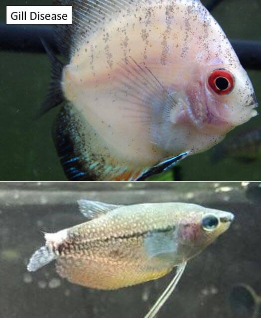 Fish Gill Redness