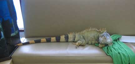 Reptile Limb Weakness