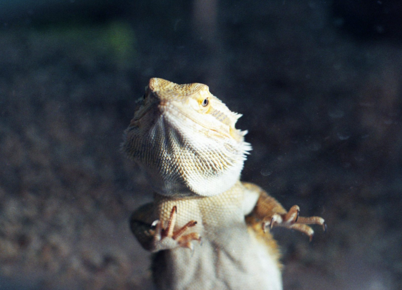 Reptile Glass Surfing