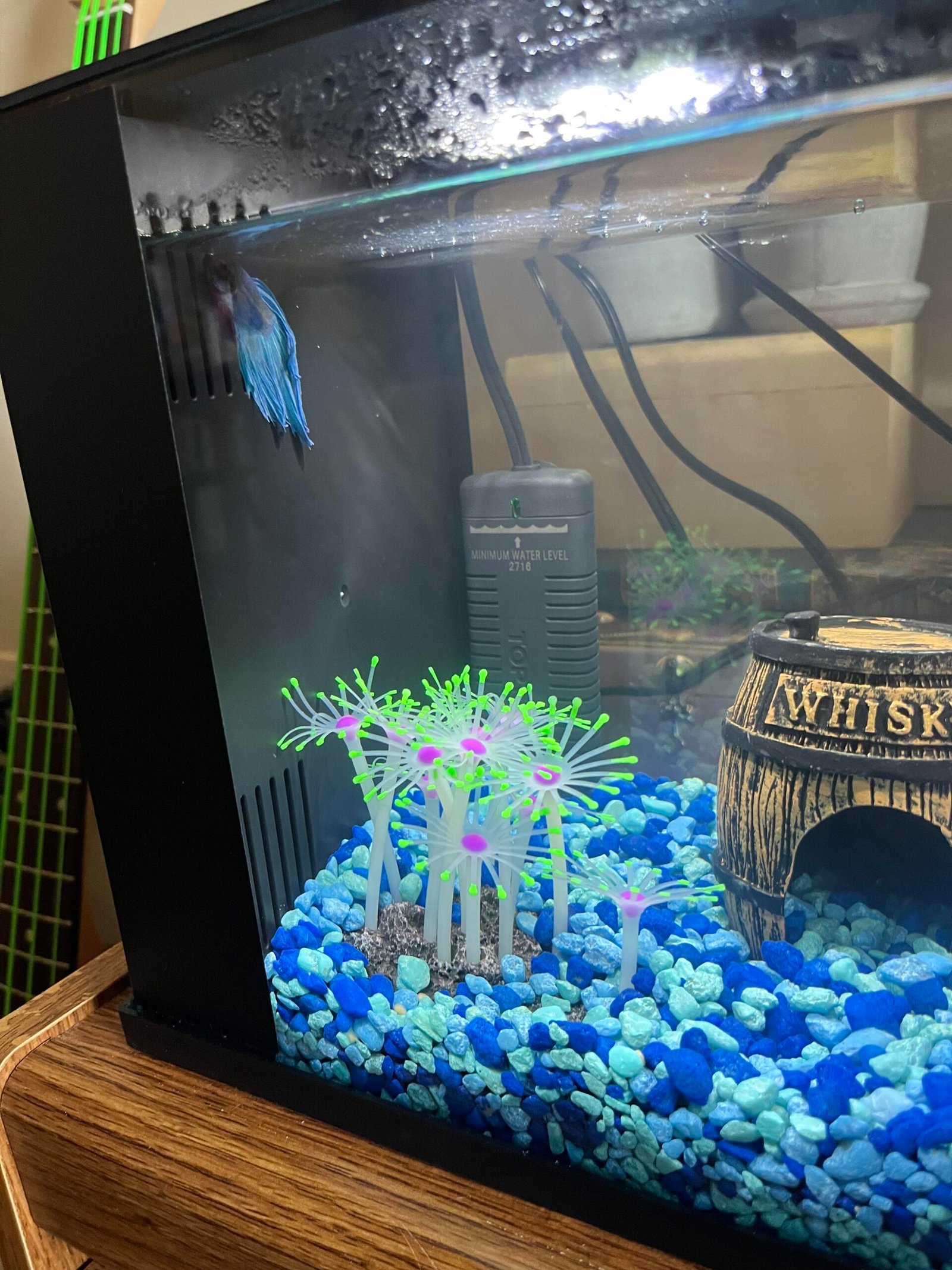 Fish Staying Top