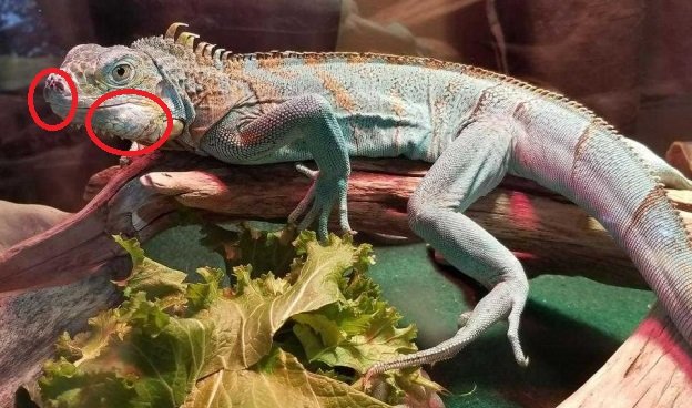 Reptile Jaw Swelling