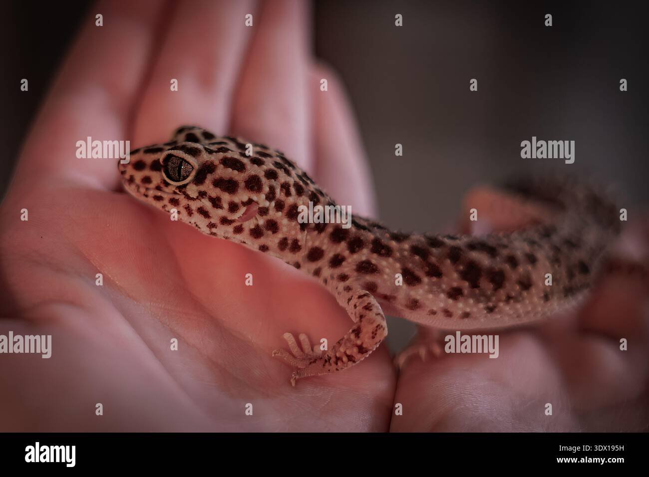 Reptile Pale Skin