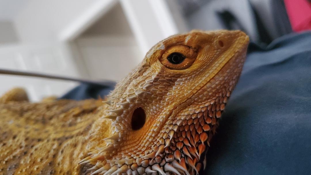 Reptile Sunken Eyes