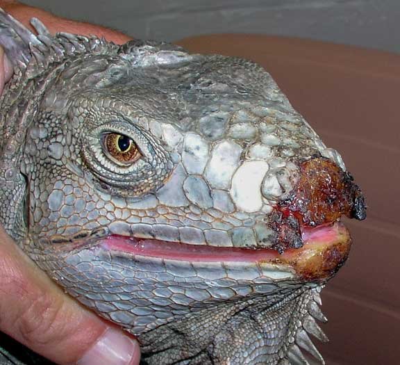 Reptile Nose Discharge