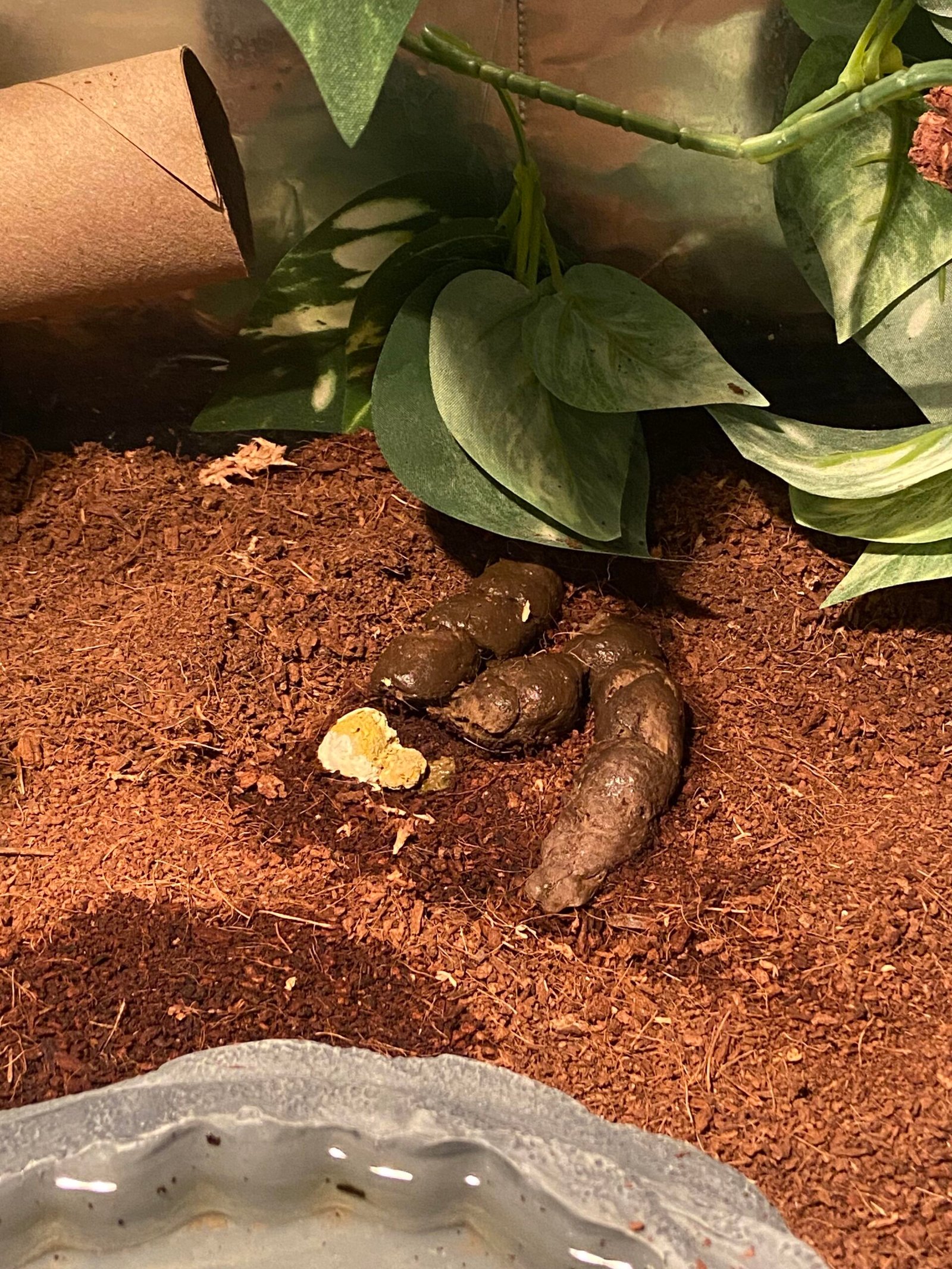 Reptile Abnormal Stool