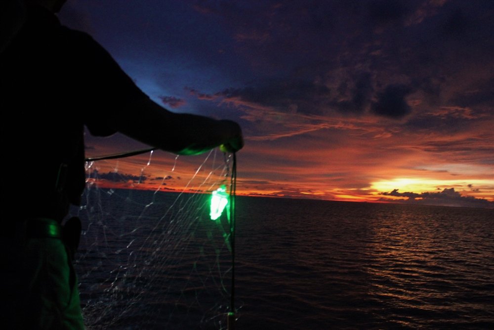 Fish Avoiding Light