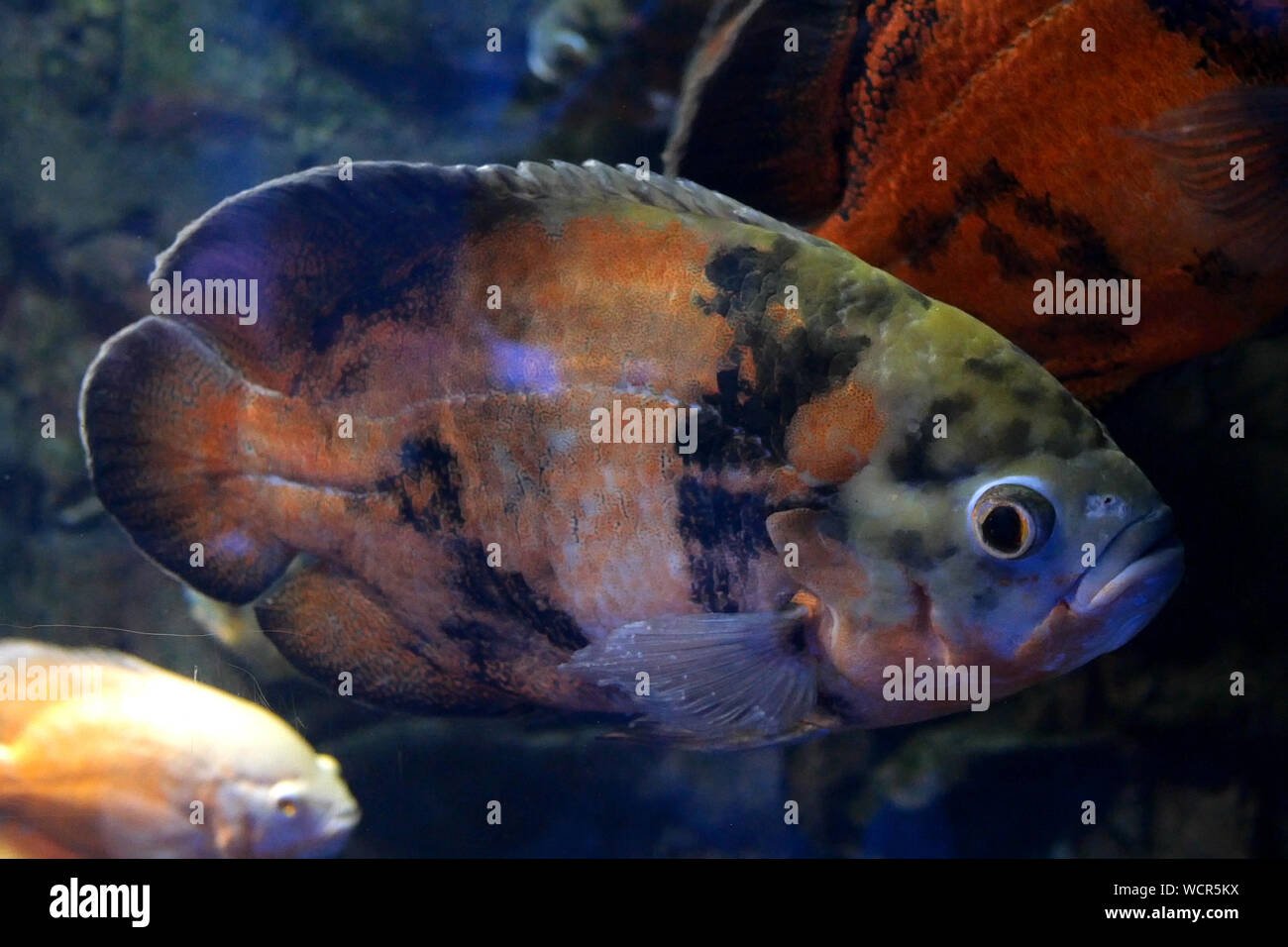 Fish Uneven Swimming