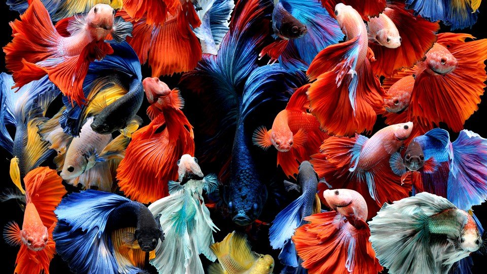 Fish Sudden Hiding