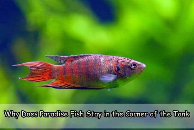 Fish Staying Corner
