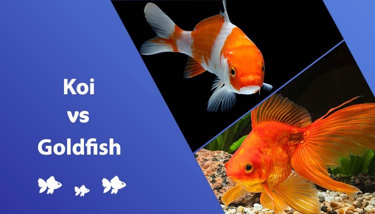 Goldfish Vs Koi Fish