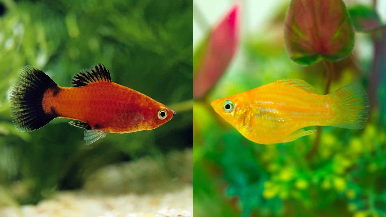 Molly Vs Platy Fish