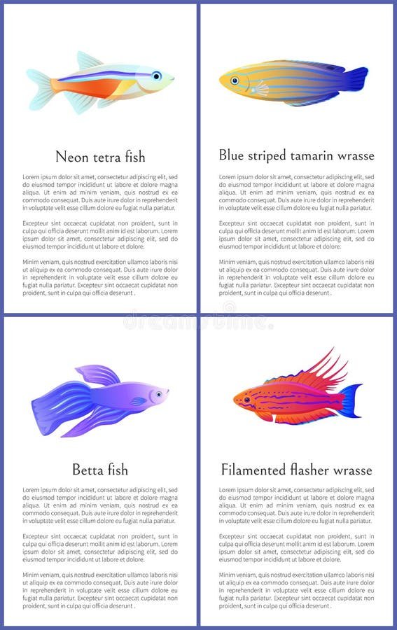 Betta Vs Tetra Fish
