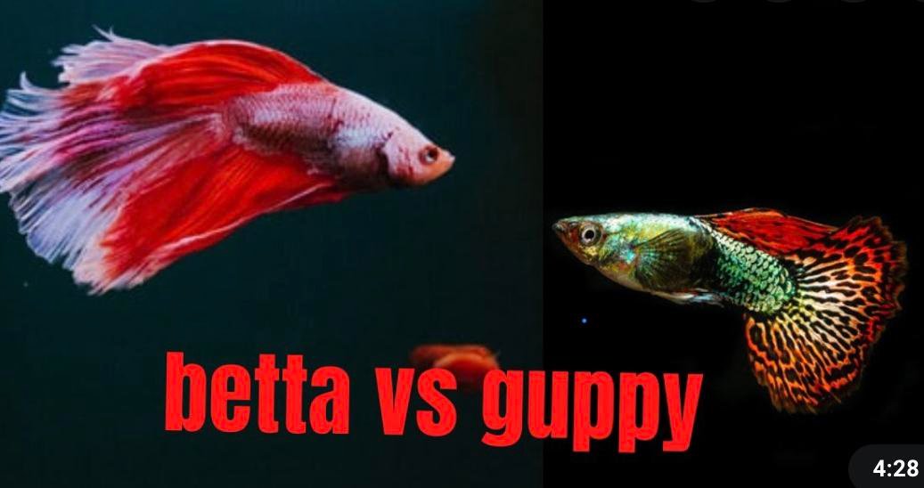 Betta Vs Guppy Fish