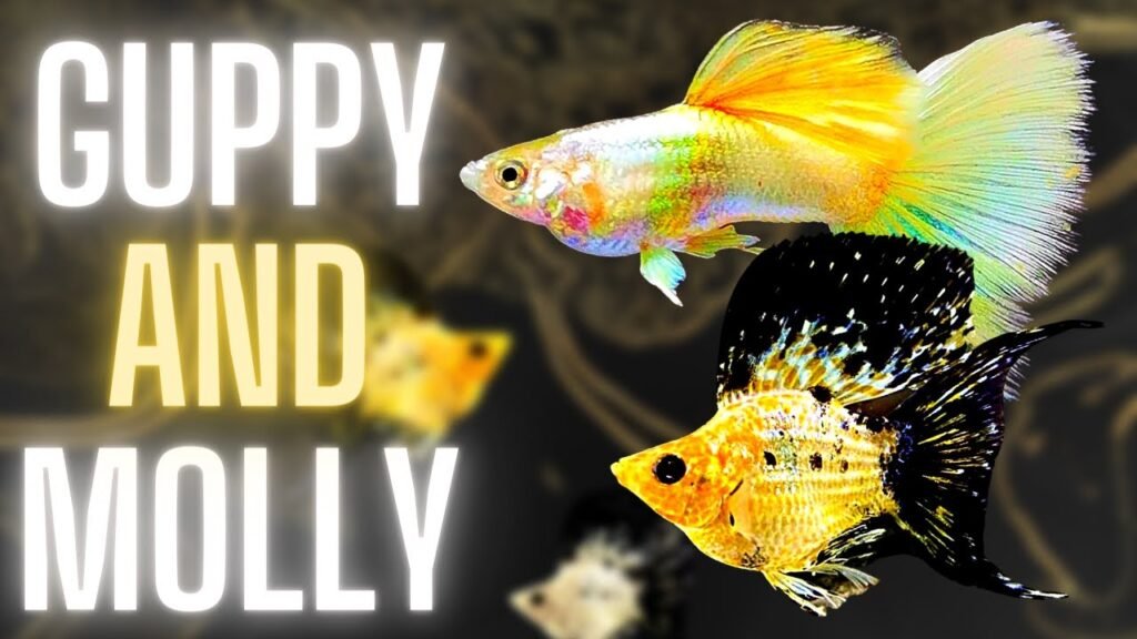 Molly Vs Guppy Fish