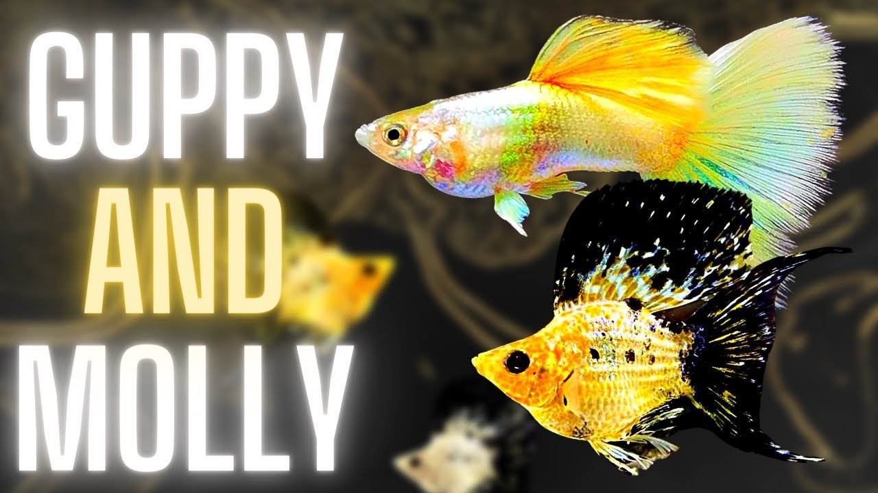 Molly Vs Guppy Fish