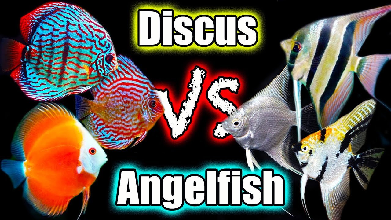 Angelfish Vs Discus Fish