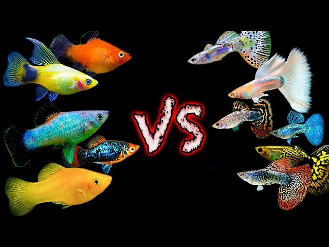 Guppy Vs Platy Fish