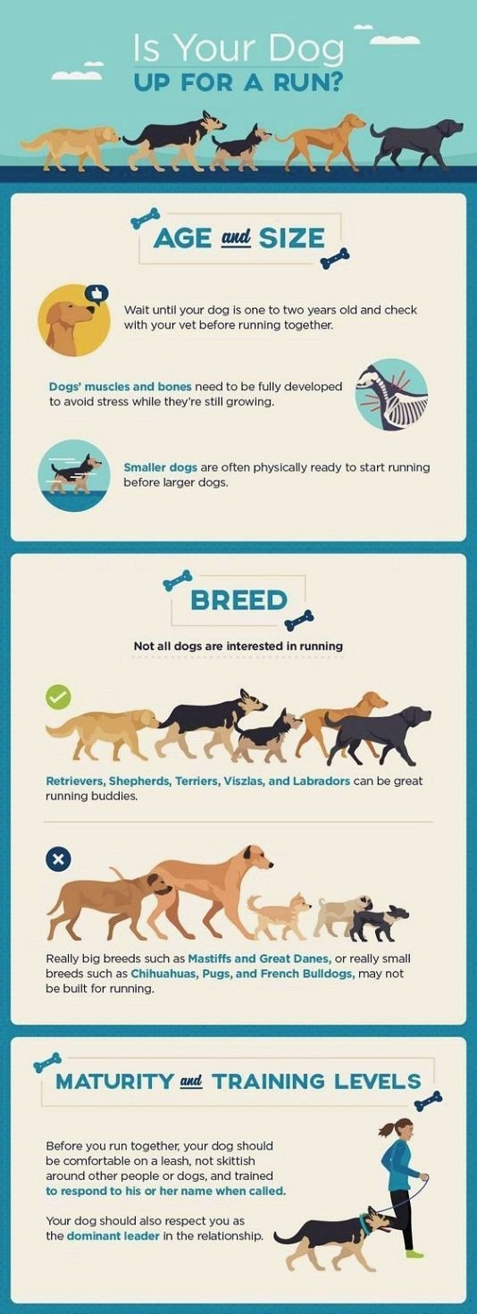 Dog Attention Span