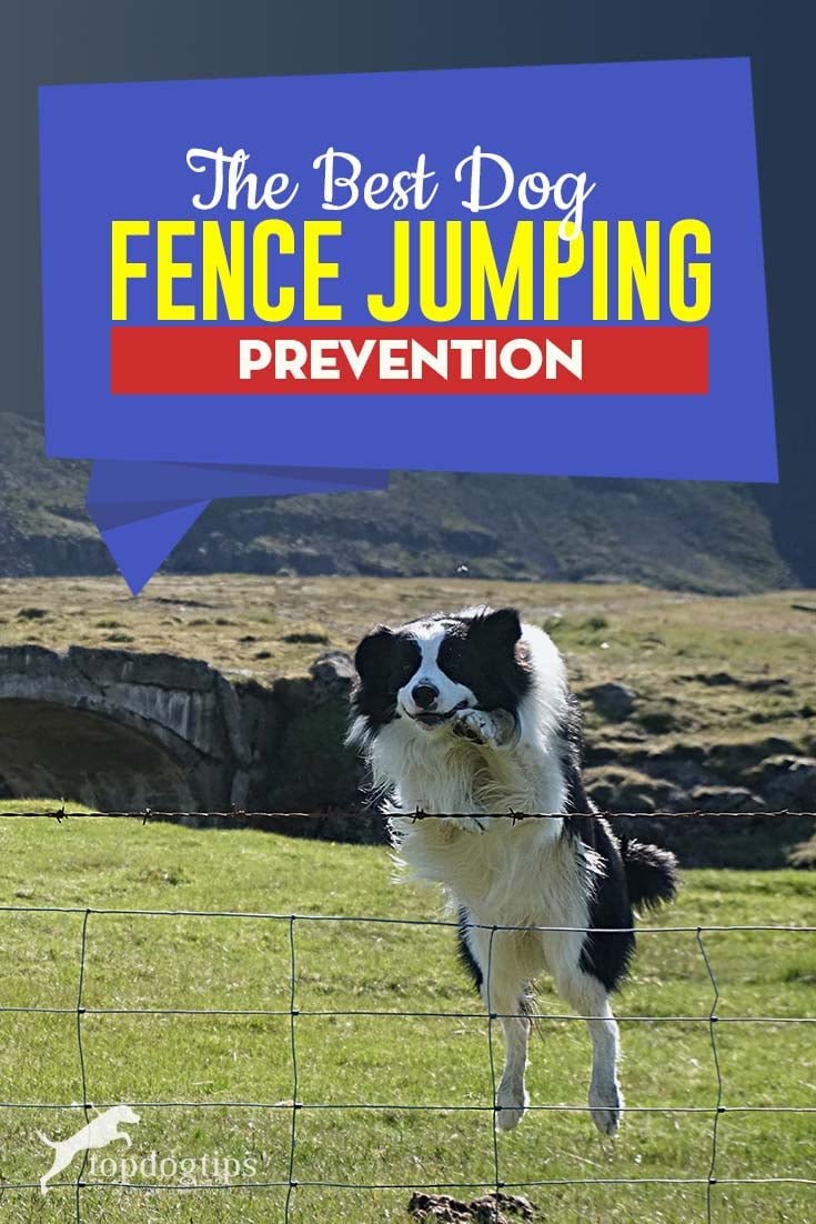 Dog Jumping Prevention