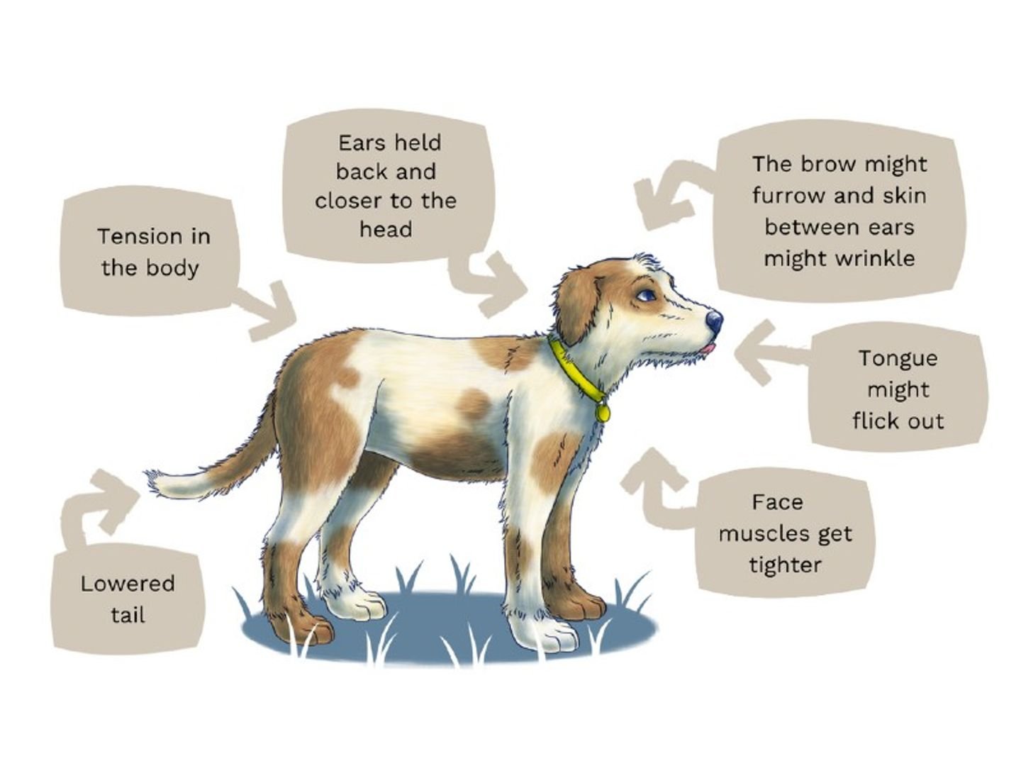 Dog Frustration Signals
