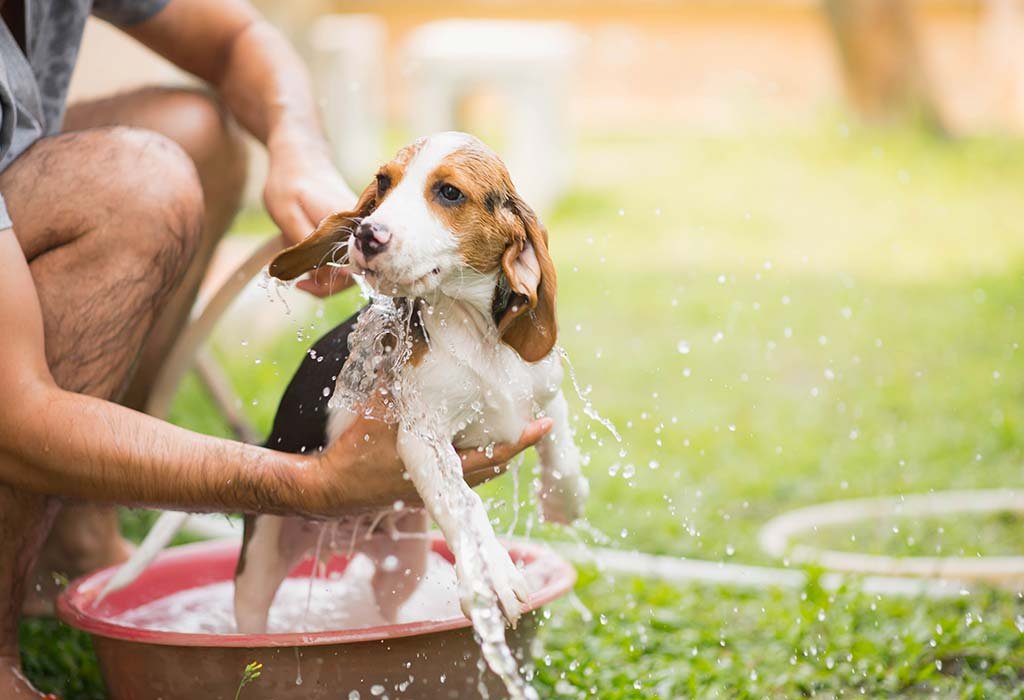Dog Bathing Technique
