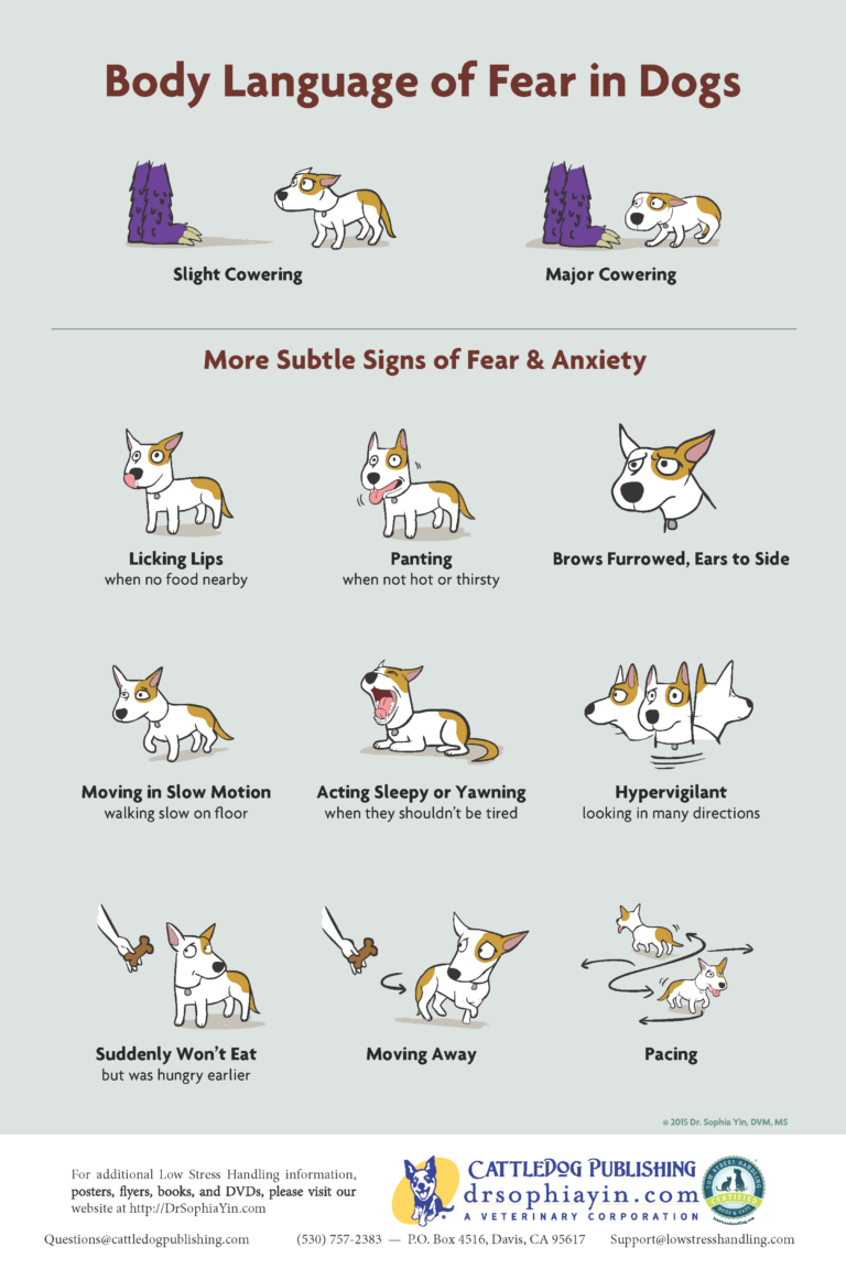 Dog Fear Body Language