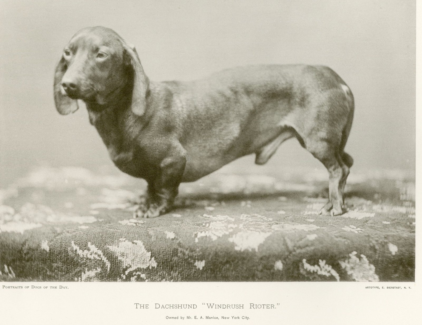 Dachshund Breed History and Origin