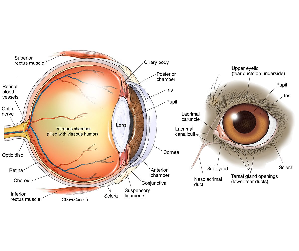 Dog Eye Anatomy