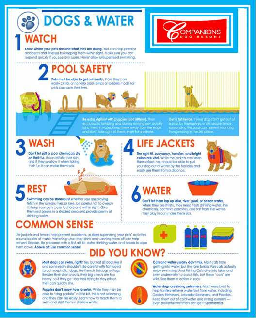 Dog Water Safety