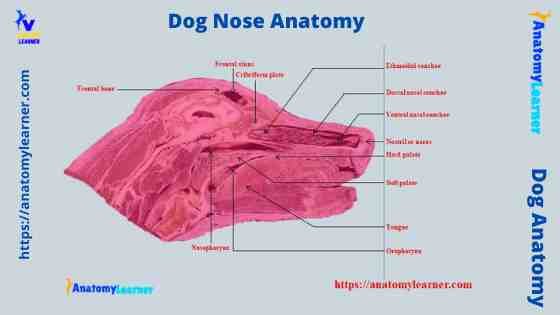 Dog Nose Anatomy