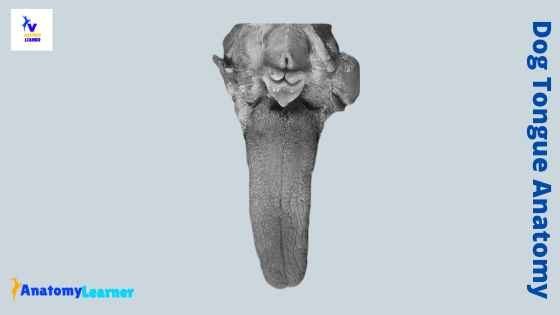 Dog Tongue Anatomy