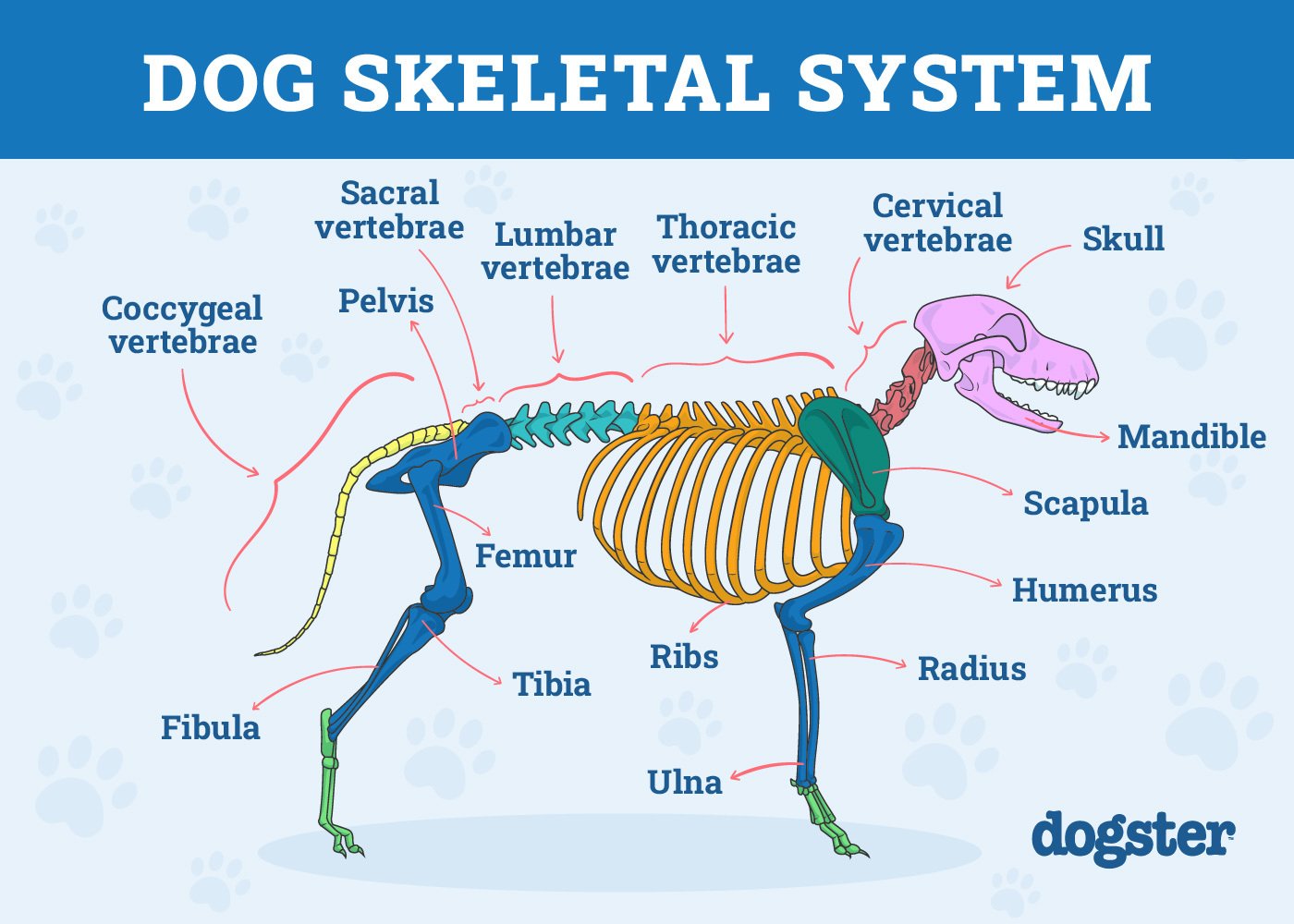 Dog Tail Anatomy