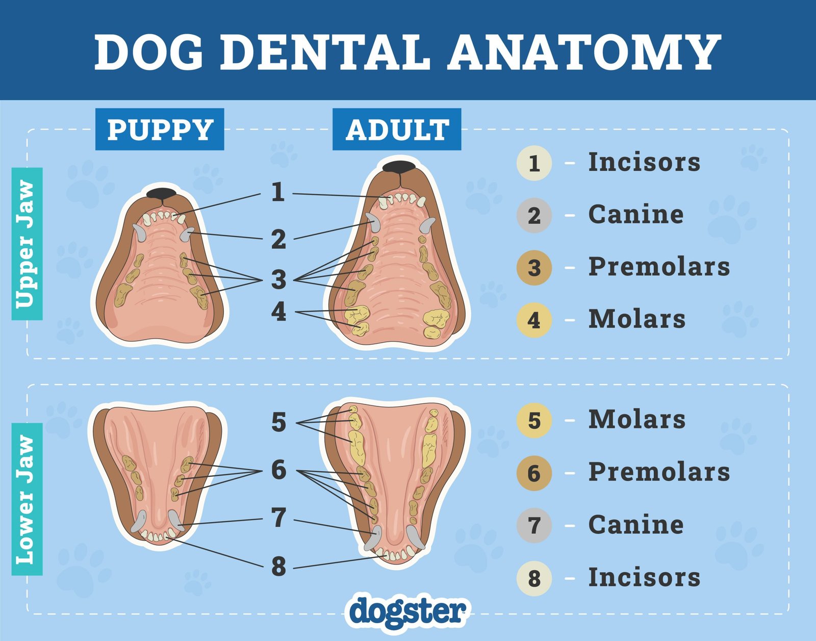 Dog Dental Development