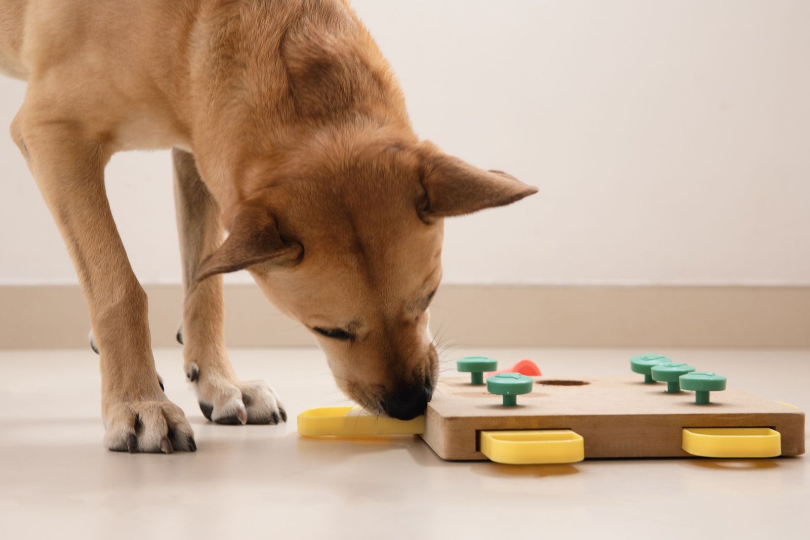 Dog Scent Games