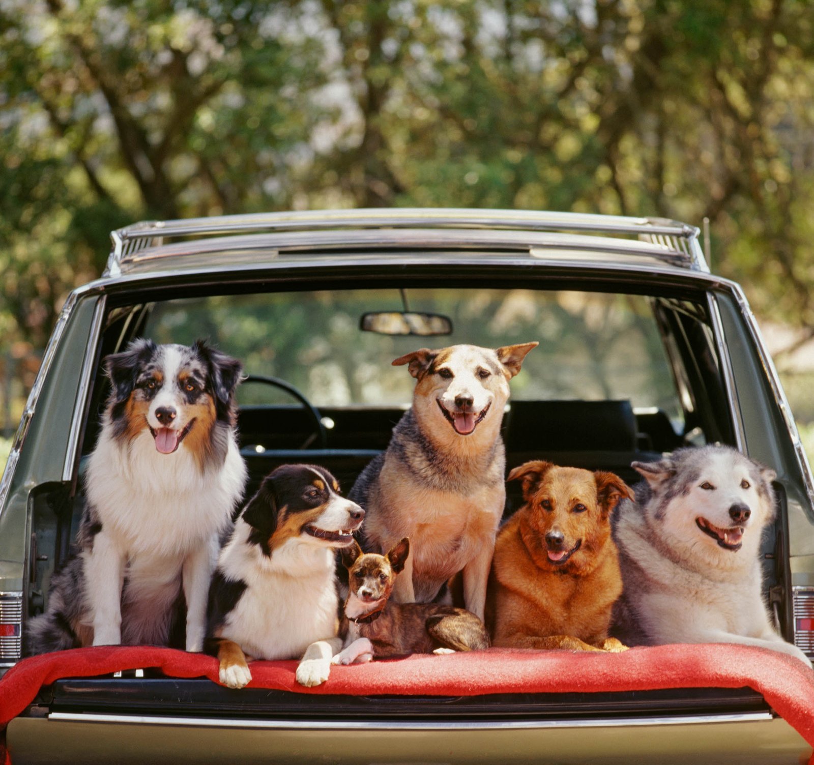 Dog Car Behavior