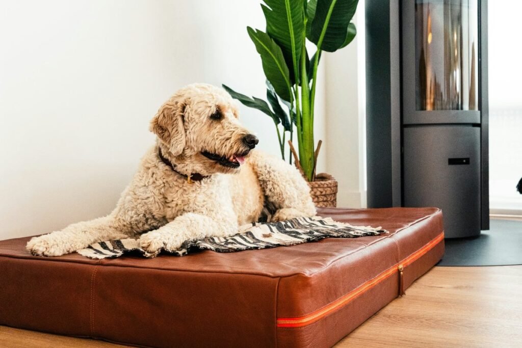 Dog New Environment Adjustment