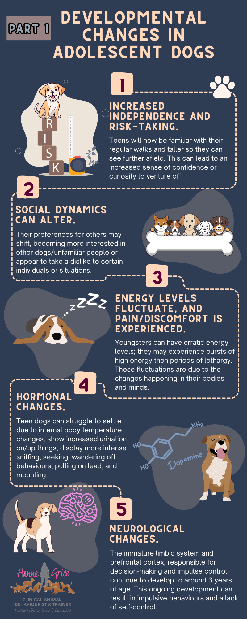 Dog Adolescent Behavior