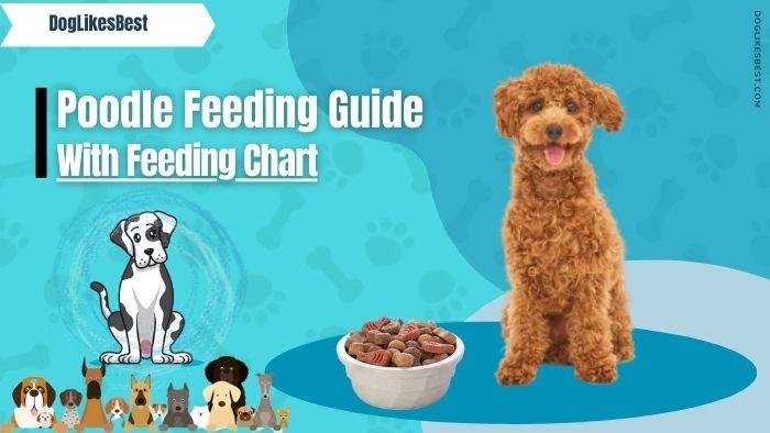 Poodle Calorie Needs and Meal Management