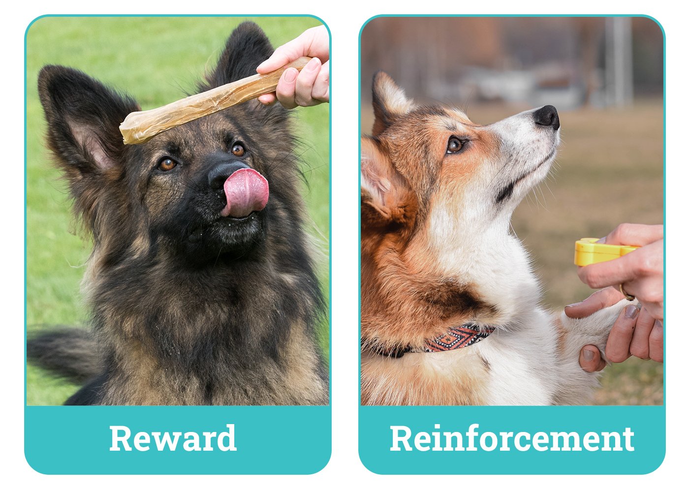 Dog Reward Learning