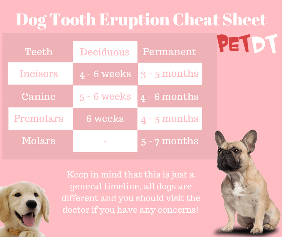 Dog Tooth Eruption