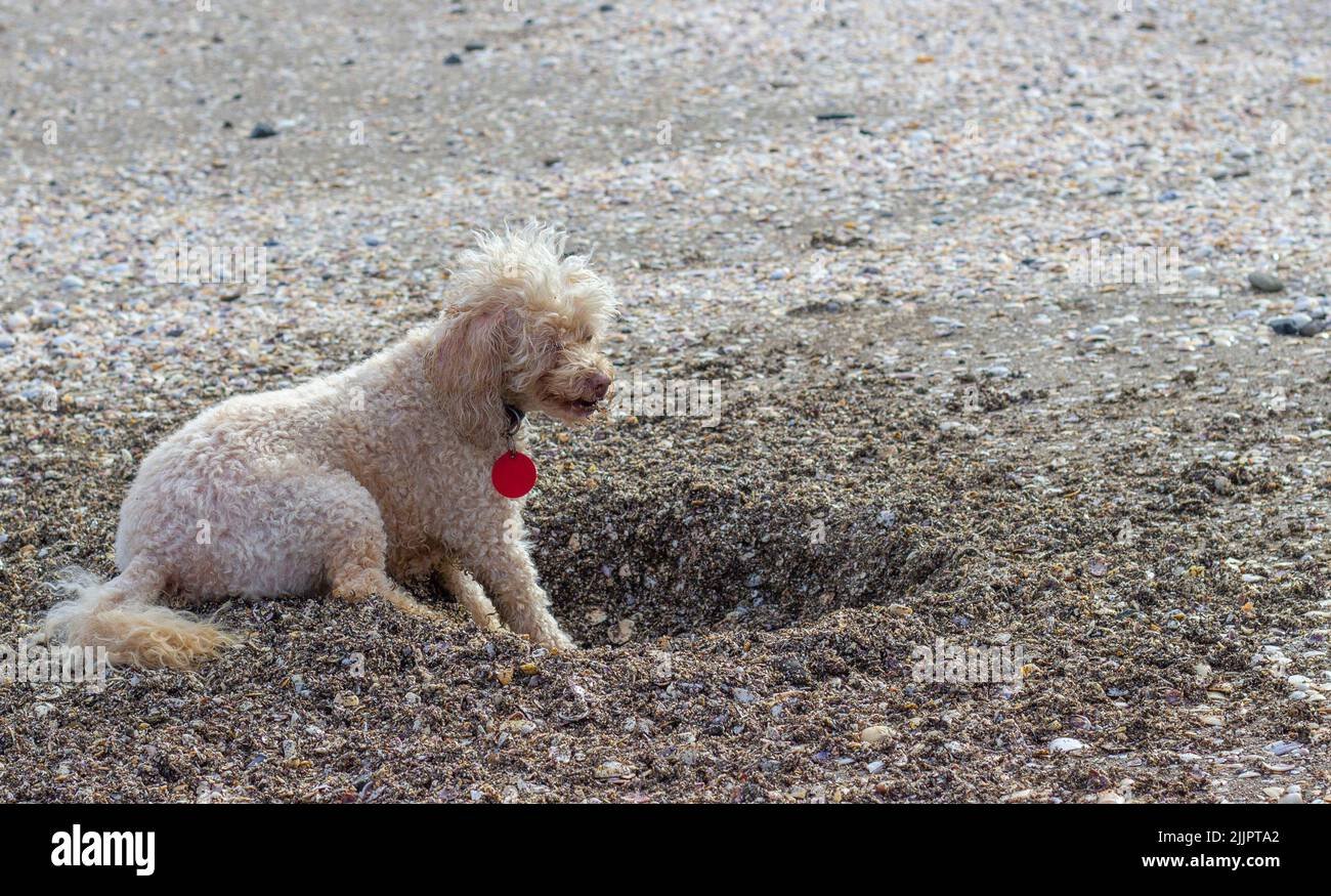 Poodle Digging and Natural Behaviors