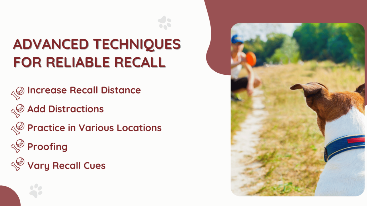 Dog Recall Learning