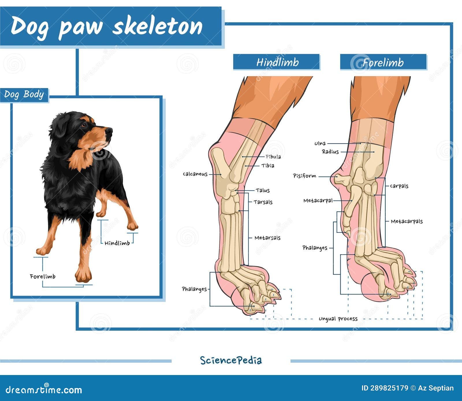 Dog Paw Anatomy