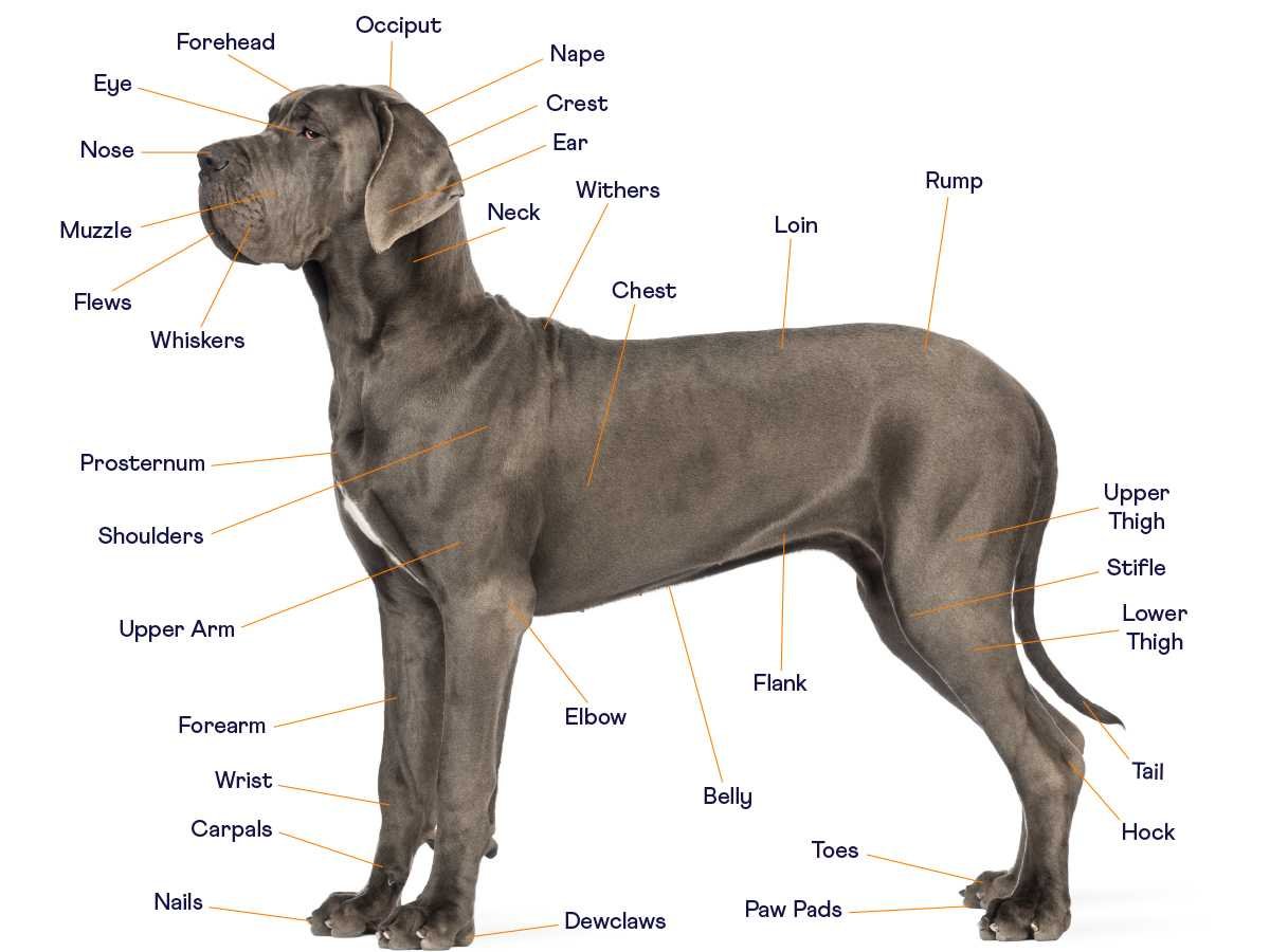 Dog Coat Anatomy