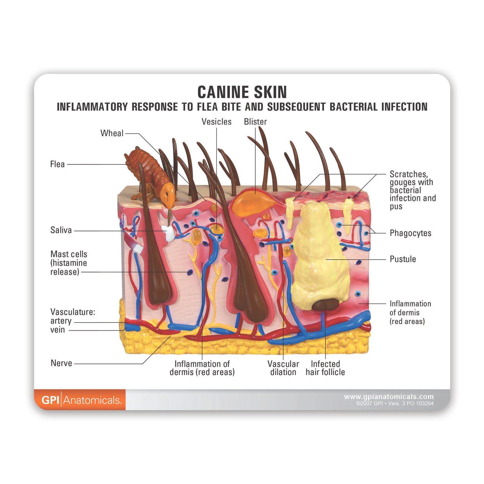 Dog Skin Anatomy