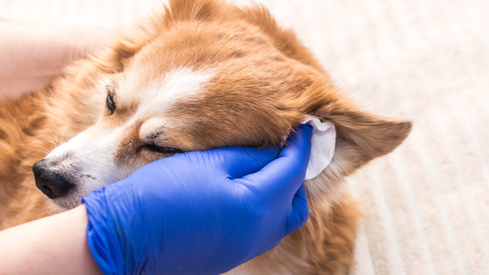Dog Ear Cleaning Technique