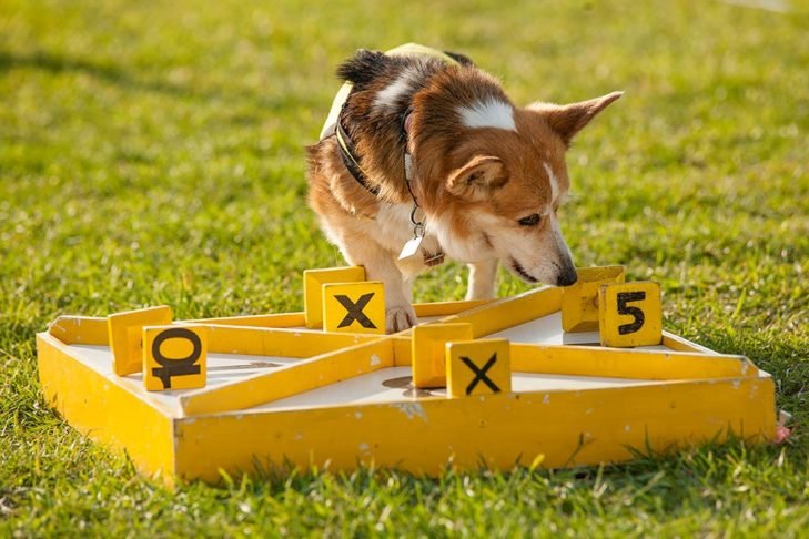 Dog Puzzle Solving